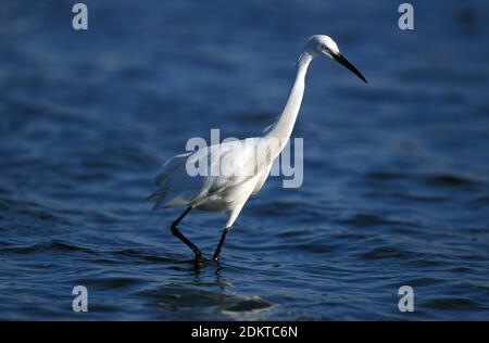 Intermediate Egret, egretta garzetta, Erwachsener, Namibia Stockfoto