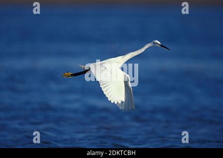 Intermediate Egret, egretta garzetta, Erwachsener in Flight, Namibia Stockfoto