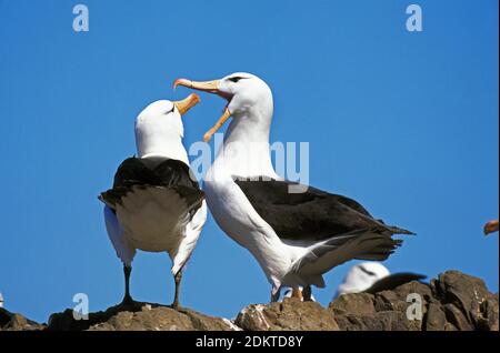 Schwarzbrauen-Albatross, Diomedea melanophris, Pair Courting, Drake Passage in Antarctica Stockfoto