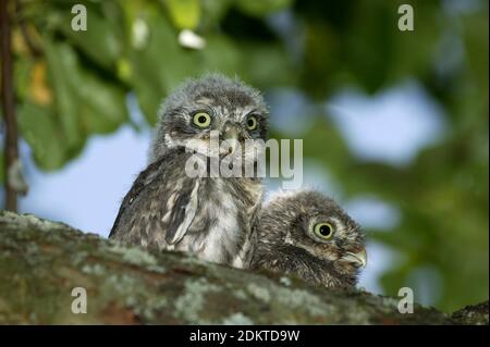 Kleine Eule, athene noctua, Youngs Standing on Branch, Normandie Stockfoto