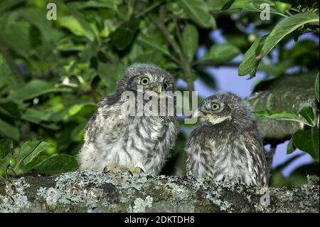 Kleine Eule, athene noctua, Youngs Standing on Branch, Normandie Stockfoto