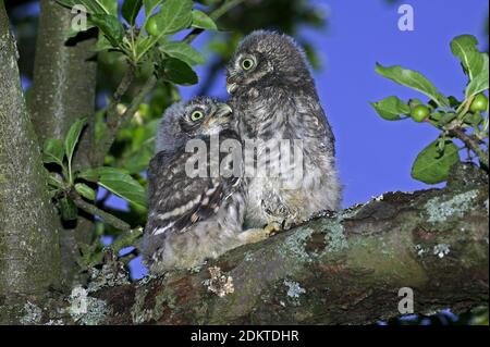 Kleine Eule, athene noctua, Youngs Standing on Branch, Normandie Stockfoto