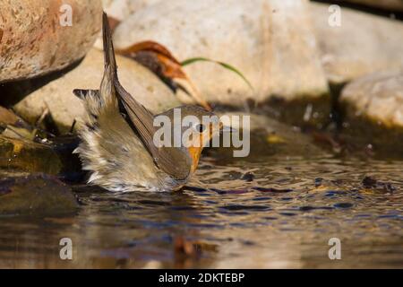 Badderende Roodborst, Europäische Robin Bade Stockfoto