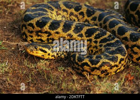 Grüne Anakonda, Eunectes Murinus, Pantanal in Brasilien Stockfoto