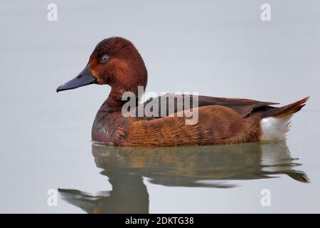 Vrouwtje Witoogeend; Weiblicher eisenhaltigen Pochard Stockfoto