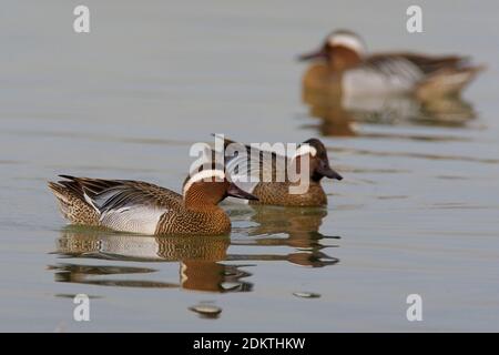 Zwemmend mannetje Zomertaling; Schwimmen männliche Krickente Stockfoto