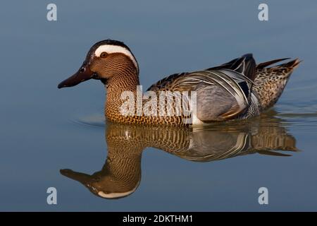 Zwemmend mannetje Zomertaling; Schwimmen männliche Krickente Stockfoto