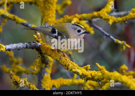 Takje Goudhaan op; Goldcrest auf Zweig Stockfoto