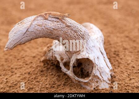 Getupfte krötenköpfige Agama auf einem Schädel oder Knochen. Stockfoto