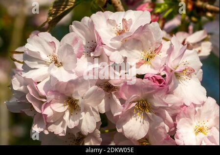 Prunus 'Matsumae hayazaki' (japanischer Kirschbaum) Eine frühlingsblühende Strauchpflanze oder ein kleiner Baum mit rosa Eine Blütenblüte in der Frühlingszeit sto Stockfoto
