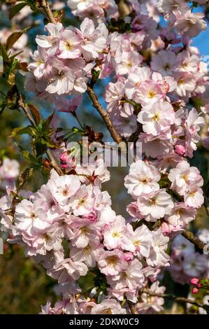 Prunus 'Matsumae hayazaki' (japanischer Kirschbaum) Eine frühlingsblühende Strauchpflanze oder ein kleiner Baum mit rosa Eine Blütenblüte in der Frühlingszeit sto Stockfoto