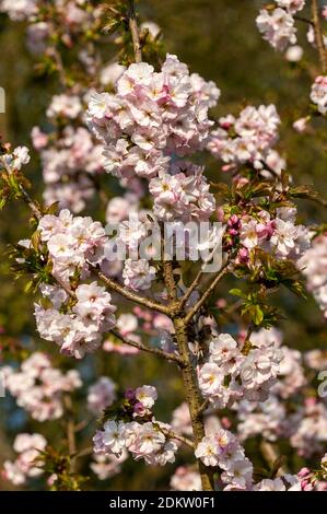 Prunus 'Matsumae hayazaki' (japanischer Kirschbaum) Eine frühlingsblühende Strauchpflanze oder ein kleiner Baum mit rosa Eine Blütenblüte in der Frühlingszeit sto Stockfoto