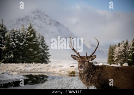 Stag steht stolz vor dem Buachaille Etive Mor in Glencoe an einem perfekten verschneiten Wintertag. Stockfoto