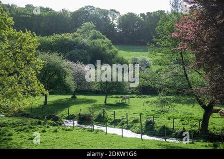 Tal von Heronchelles (Nordfrankreich): Kühe auf einem Feld mit Apfelbäumen in Blüte im Frühjahr Stockfoto