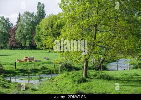 Tal von Heronchelles (Nordfrankreich): Kühe auf einem Feld im Frühjahr Stockfoto