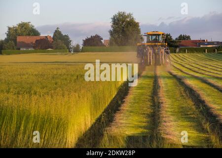 Flachsanbau: Jean-Francois und Yves Legros ziehen Flachs in Morgny-la-Pommeraye (Nordfrankreich) aus Stockfoto
