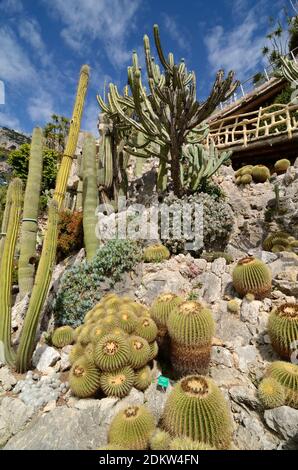 Ausstellung von Kakteen, Kakteen und Sukkulenten im Jardin Exotique de Monaco, im Exotic Garden oder im Botanischen Garten Monaco Stockfoto