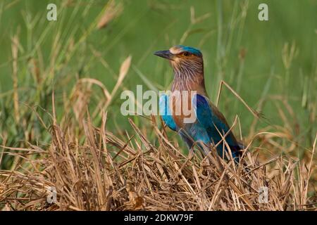 Indische Scharrelaar zittend in het Gras; Indische Roller im Gras sitzend Stockfoto