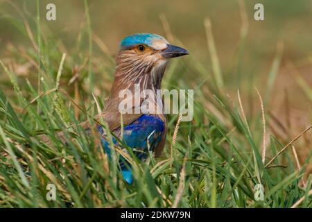 Indische Scharrelaar zittend in het Gras; Indische Roller im Gras sitzend Stockfoto