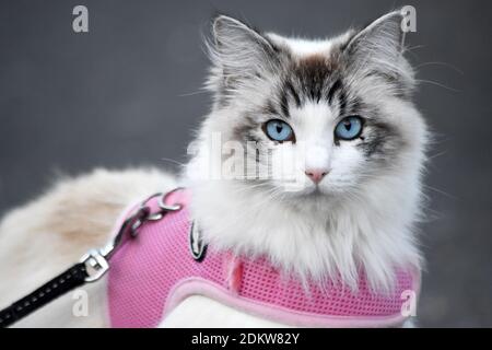 Süße flauschige Katze mit blauen Augen, die draußen ein rosafarbenes Gurtzeug trägt Stockfoto