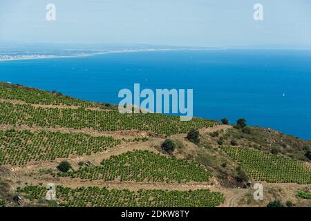 Weinberge in der Stadt Port Vendres, entlang des Küstengebiets „Cote Vermeille“ Stockfoto