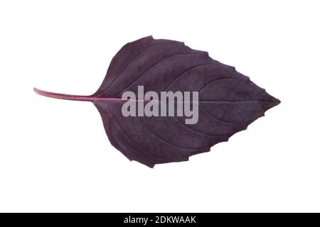 Leaf of fresh dark purple basil cutout on white. Stock Photo