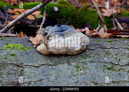 Seitenansicht einer roten Gürtelschnuppel, auch bekannt als fomitopsis pinicola oder Stem Decay Pilz Stockfoto