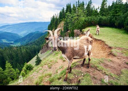 Wilde Ziegen in der Natur Umwelt. Ziegen grasen auf einem Berg im Hintergrund eine schöne Landschaft eines Tals von Bergen und grünen Wäldern unter einem bewölkten Himmel Stockfoto