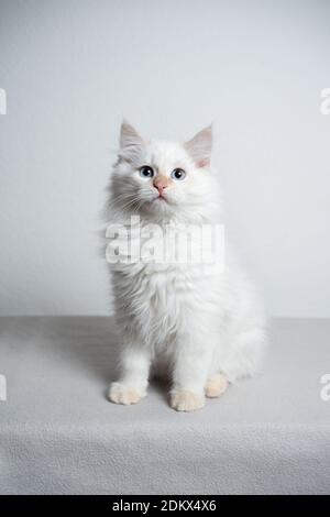 cute cream silver tabby point siberian kitten sitting in front of white background looking at camera curiously Stock Photo