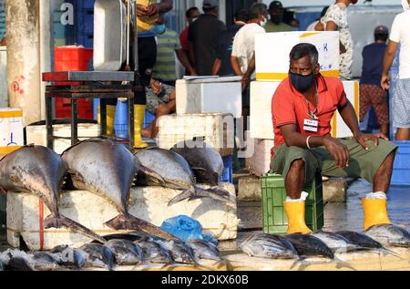 (201216) -- COLOMBO, 16. Dezember 2020 (Xinhua) -- das Foto vom 16. Dezember 2020 zeigt einen Verkäufer, der auf dem Peliyagoda Fischmarkt in Colombo, Sri Lanka, auf Kunden wartet. Peliyagoda Fischmarkt, einer der größten Fischmärkte in Sri Lanka, wurde am Mittwoch nach einer fast dreimonatigen Stilllegung aufgrund von COVID-19 wieder eröffnet. (Foto von Ajith Perera/Xinhua) Stockfoto