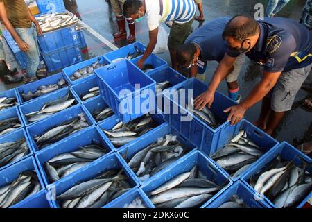 (201216) -- COLOMBO, 16. Dezember 2020 (Xinhua) -- Foto vom 16. Dezember 2020 zeigt Händler, die auf dem Peliyagoda Fischmarkt in Colombo, Sri Lanka, arbeiten. Peliyagoda Fischmarkt, einer der größten Fischmärkte in Sri Lanka, wurde am Mittwoch nach einer fast dreimonatigen Stilllegung aufgrund von COVID-19 wieder eröffnet. (Foto von Ajith Perera/Xinhua) Stockfoto