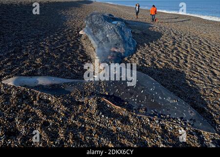 Spermawal (Physetter macrocephalus) Dead Weybourne Norfolk GB Großbritannien Dezember 2020 Stockfoto