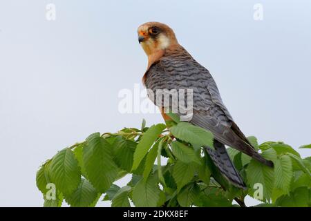 Volwassen vrouwtje Roodpootvalk; Erwachsene weiblich Red-footed Falcon Stockfoto