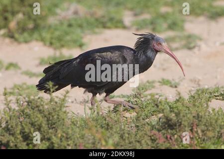 Northern Bald Ibis nach Wandern; Heremietibis volwassen lopend Stockfoto