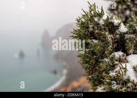 Wacholderzweige und Zapfen unter Schnee und Eis, an bewölkten verschneiten Tagen. Juniperus chinensis. Winterzeit. wacholderbeeren unter Schnee. Das Konzept von Stockfoto