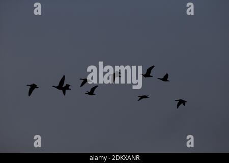 Pink-footed Goose (Anser barchyrhynchus) flying Stock Photo