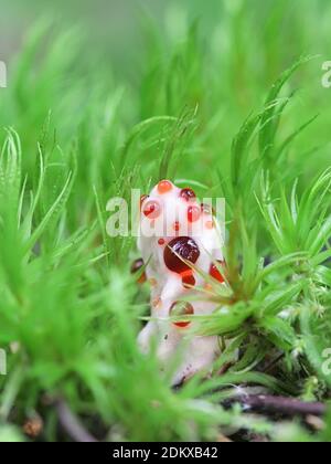 Hydnellum peckii, wie Erdbeeren mit Sahne bekannt, die Blutungen und das Bluten Hydnellum Zahn pilz, pilze aus Finnland Stockfoto