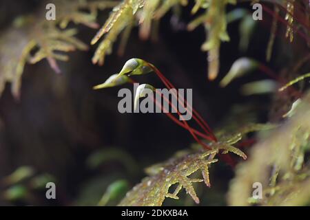 Hylocomium splendens, allgemein bekannt als glitzerndes Holzmoos, herrliches Federmoos, Treppenmoos und Bergfarnmoos Stockfoto