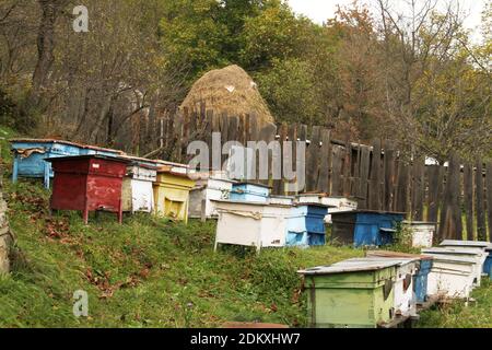 Bienenstöcke im Hinterhof eines ländlichen Grundstücks in Rumänien Stockfoto