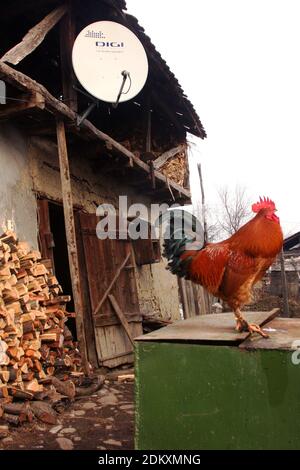 Vrancea County, Rumänien. Chaotisch Hof mit Scheune und Heuboden in der Landschaft. Ein Hahn, der herumstreift. Stockfoto