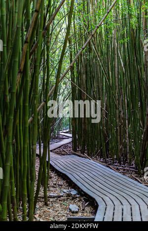 Holzweg im Bambuswald auf dem Pipiwai Trail in der Nähe von Hana Auf Maui Stockfoto