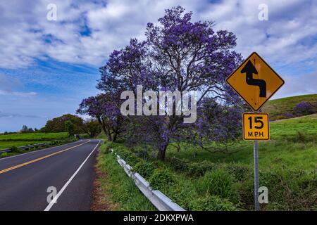 Wunderschöne Jacaranda Bäume in voller Blüte auf dem Weg zum Haleakala Krater auf Maui, Hawaii Stockfoto