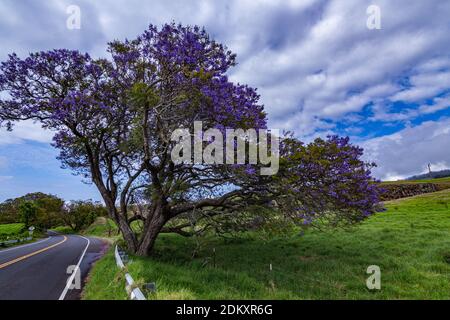 Wunderschöne Jacaranda Bäume in voller Blüte auf dem Weg zum Haleakala Krater auf Maui, Hawaii Stockfoto