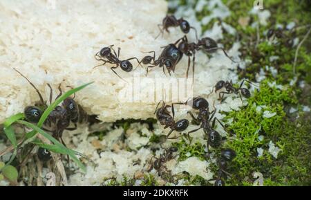 Ameisen essen Brot Makro aus nächster Nähe Stockfoto