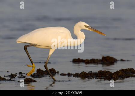 Jagende witte vorm Westelijke Rifreiger; Jagd White Morph Western Reef heron Stockfoto