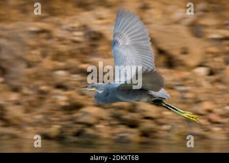 Vliegende donkere Fase Westelijke Rifreiger; Fliegen dunkel morph Western Reef Heron Stockfoto