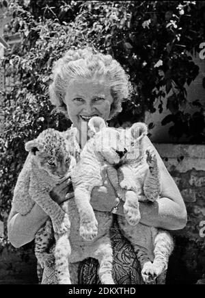 Joy Adamson, author of Born Free holding three small lion cubs in her arms which George had brought back after he had had to shoot a lioness which charged his friend. He only found out afterwards that she was protecting her Cubs. Kenya Stock Photo