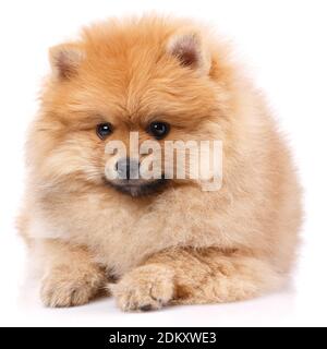 Pommersche Spitz liegt und posiert vor der Kamera. Stockfoto