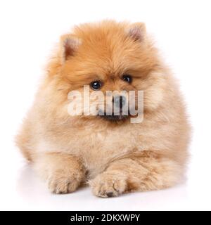 Pommersche Spitz liegt und posiert vor der Kamera. Stockfoto