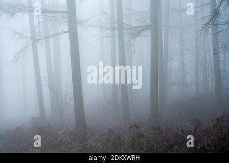 Nebliger Wald mitten im Winter in der Nähe von Helmsley, dem North Yorkshire Moors National Park, England. Stockfoto